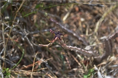 Caralluma stalagmifera var. stalagmifera